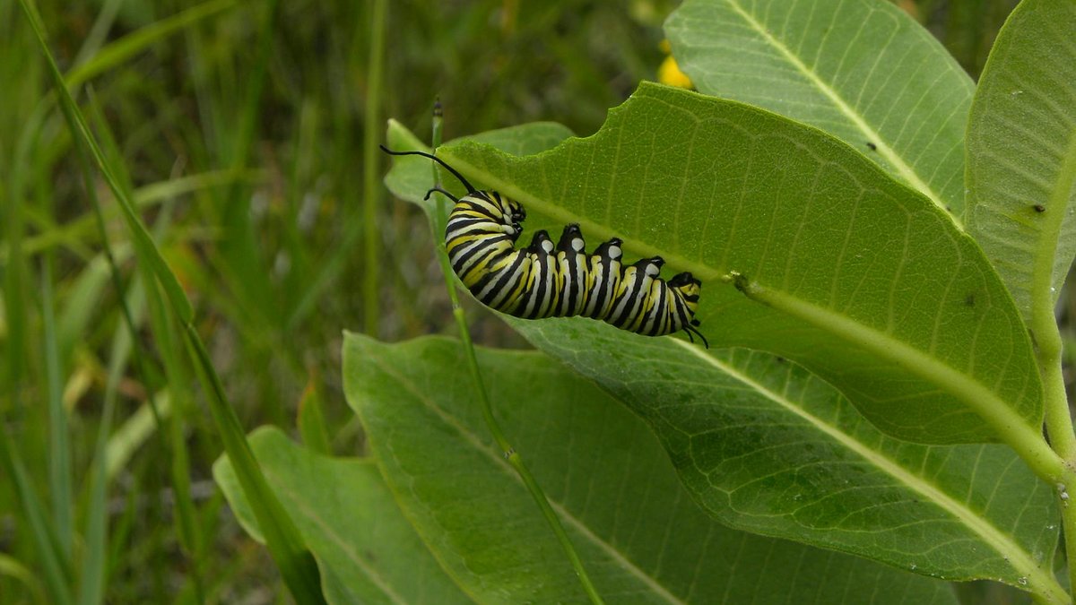 monarch caterpillar