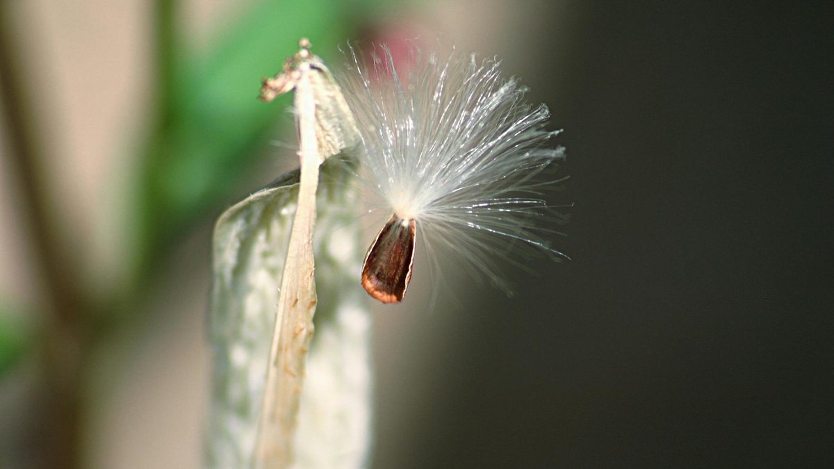 milkweed seeds