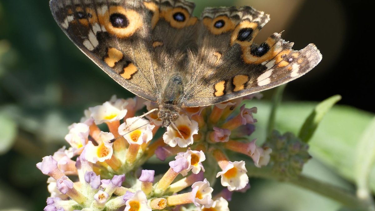 butterfly bush