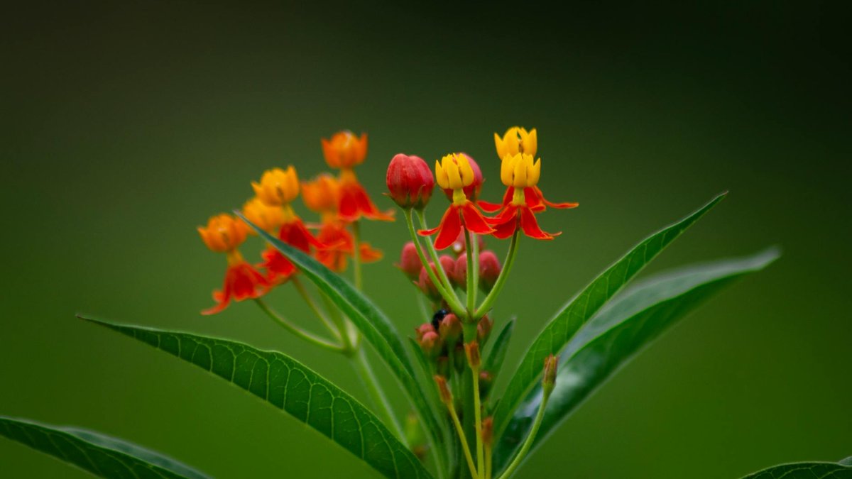 butterfly weed planting