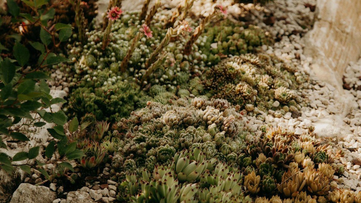 drought tolerant garden