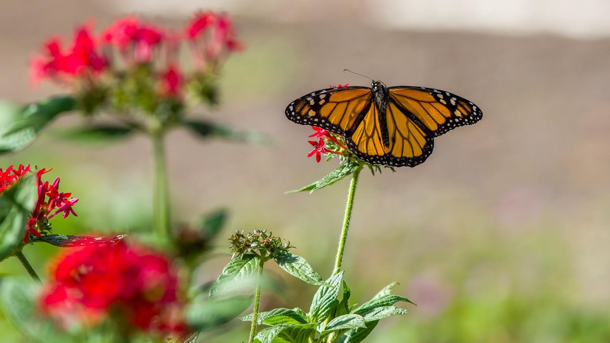 monarch butterfly flower