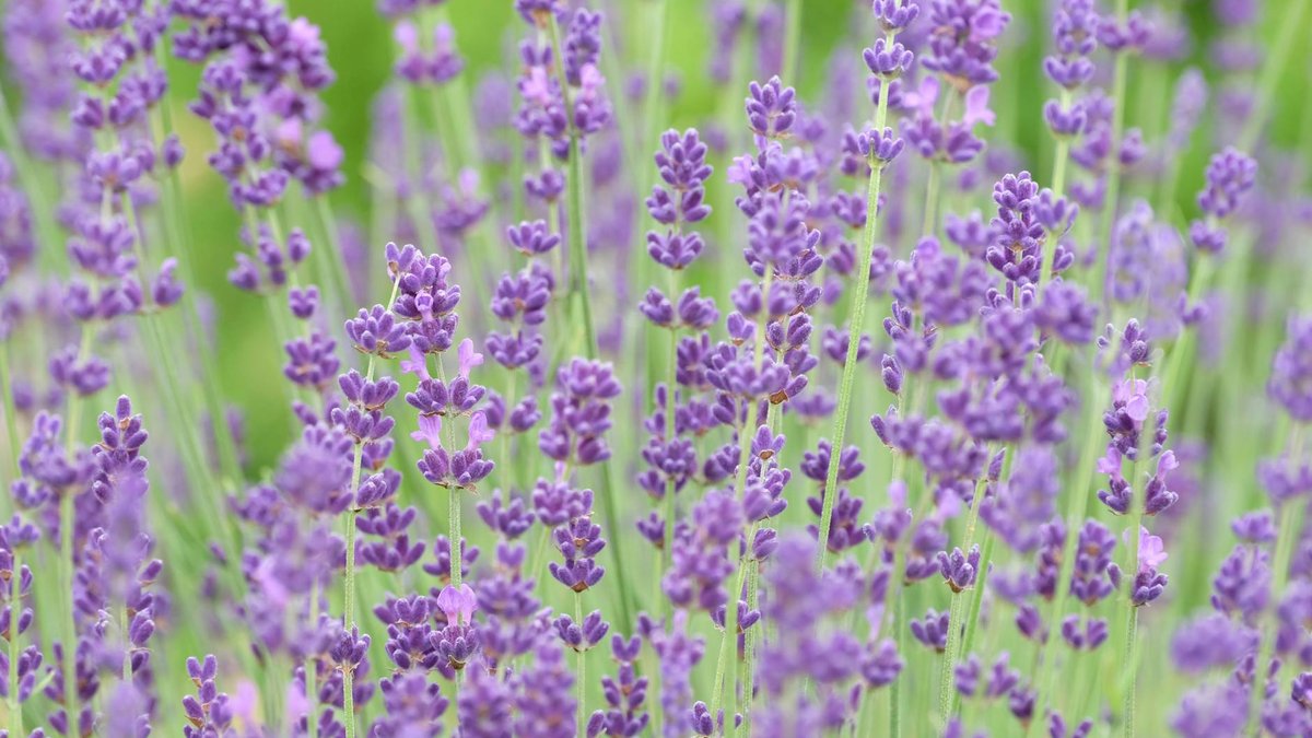 lavender plant garden