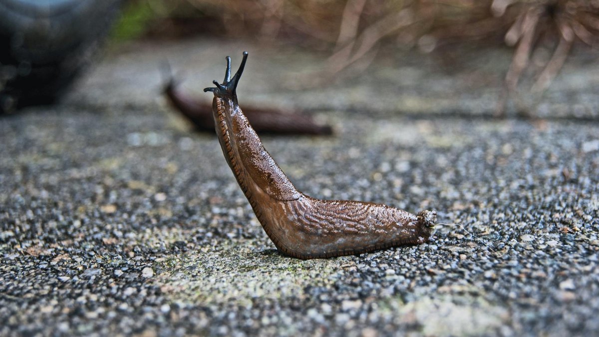 beer trap slug