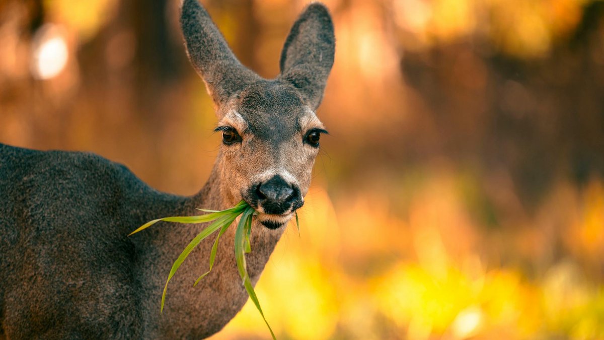 deer eating plants