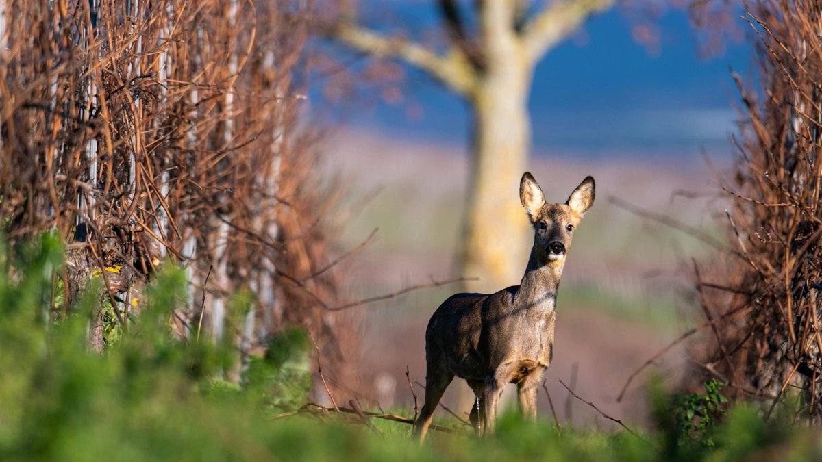 deer in vineyard