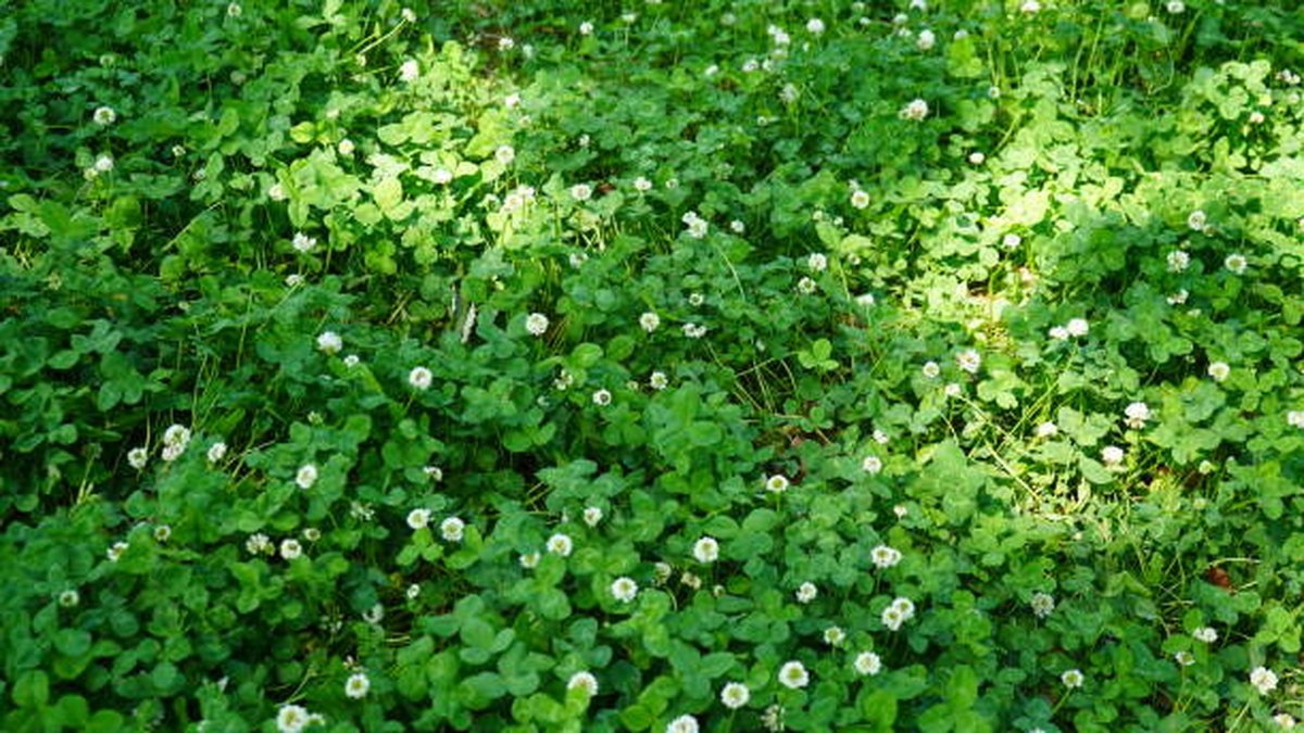 white clover field