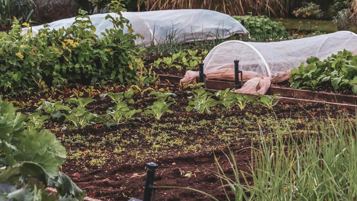 companion planting