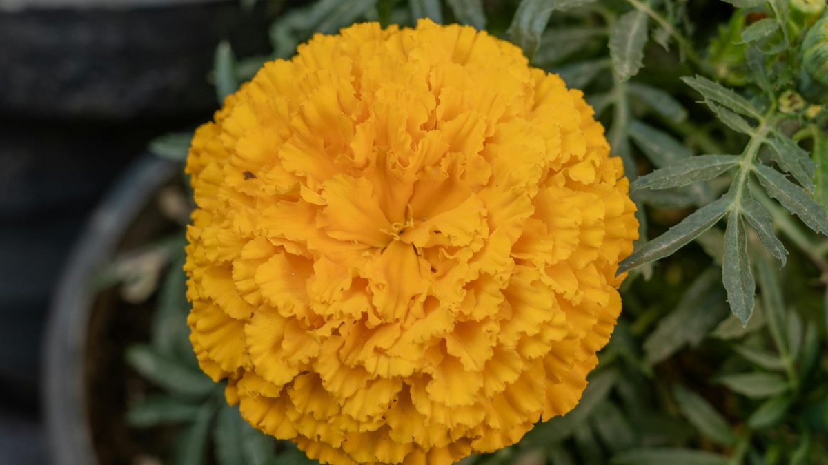 marigold