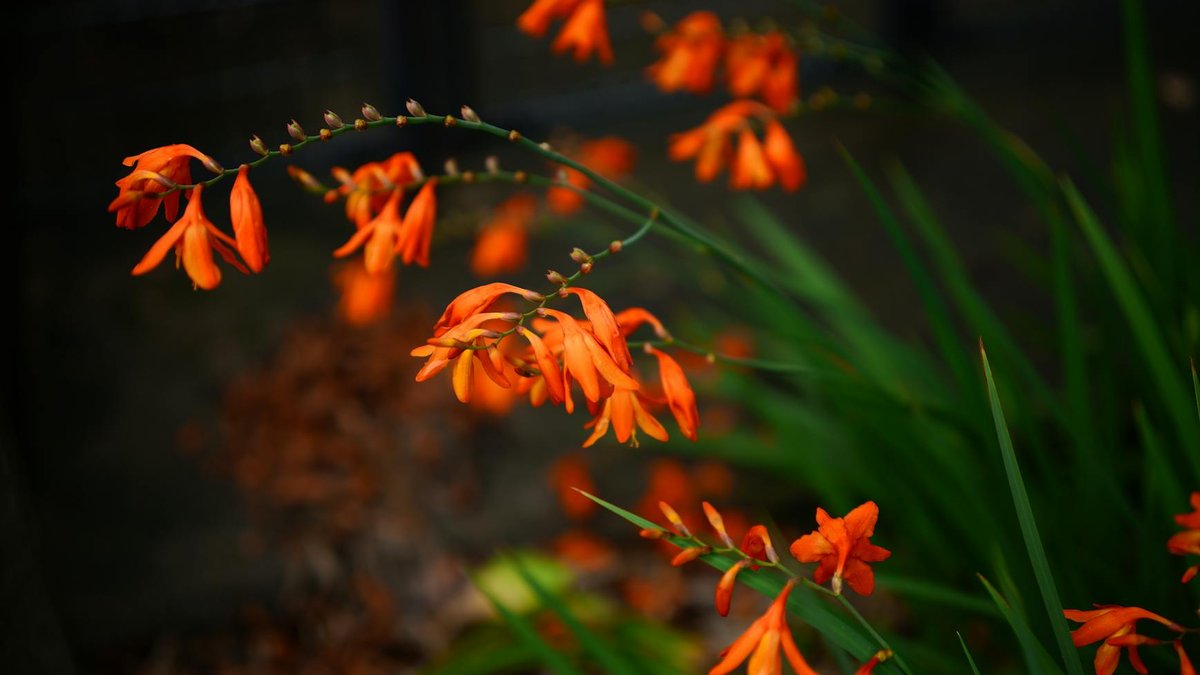 orange crocosmia flowers