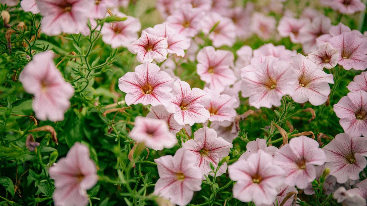 pink petunia flowers
