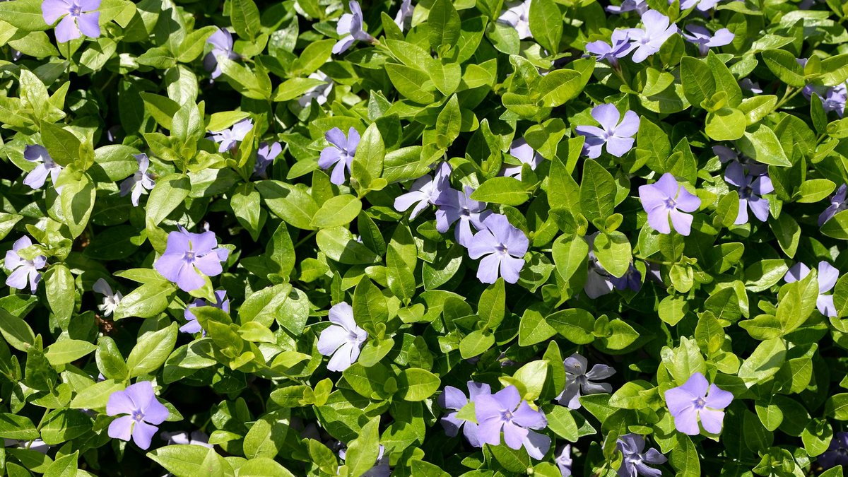 ground cover plants