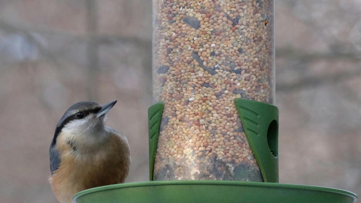 bird seed container