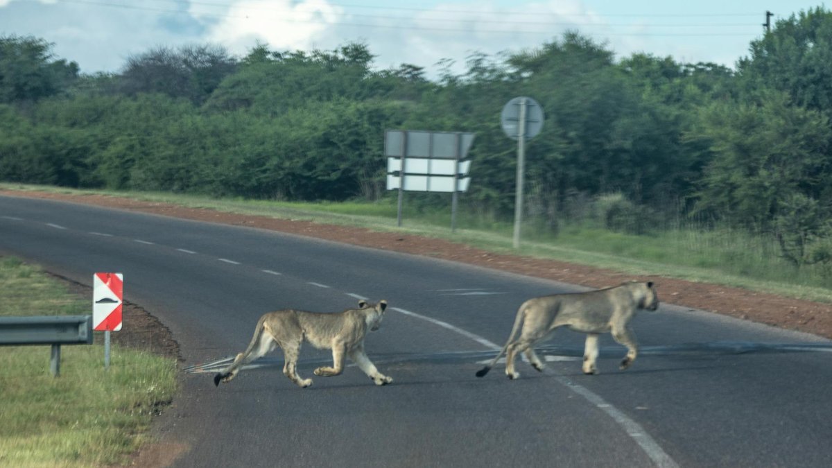 animal danger road