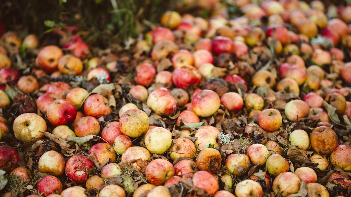 apple core decompose