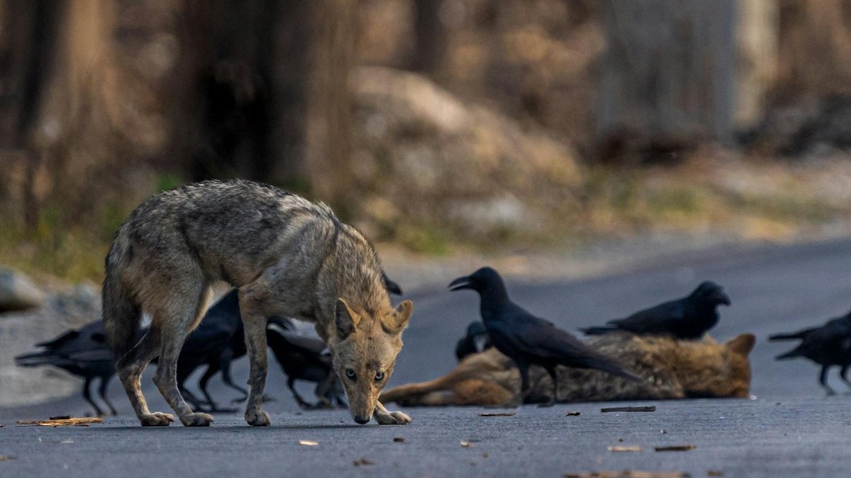 wildlife roadkill