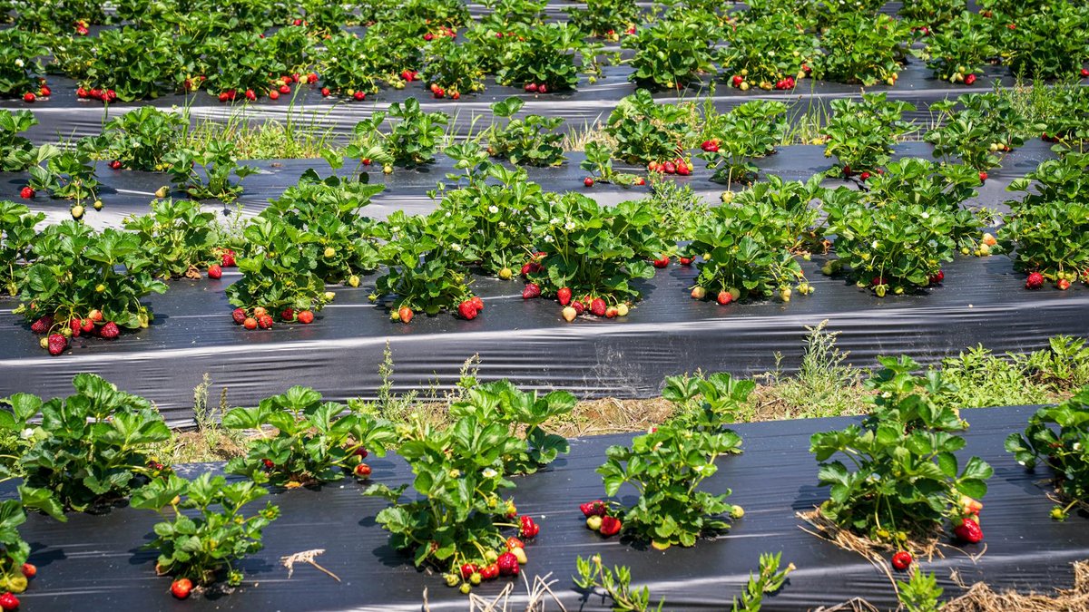 potato blight strawberries