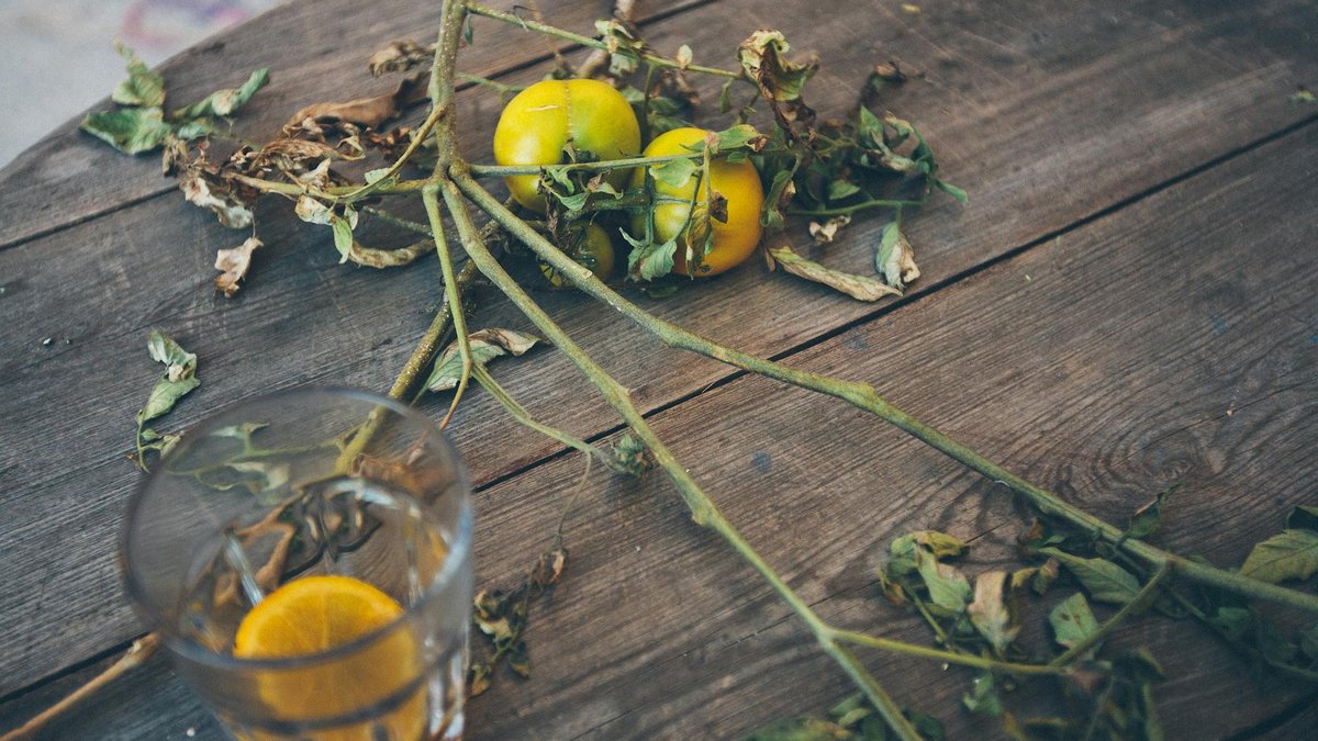 tomato verticillium wilt