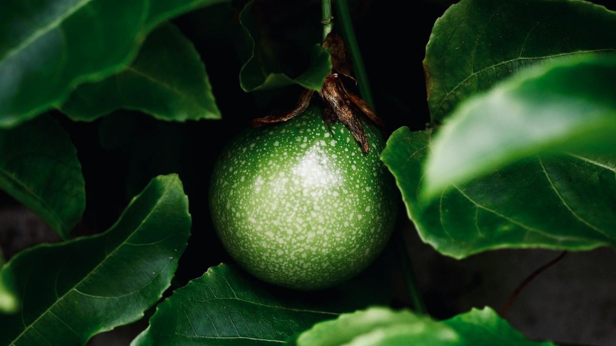 passion fruit vine