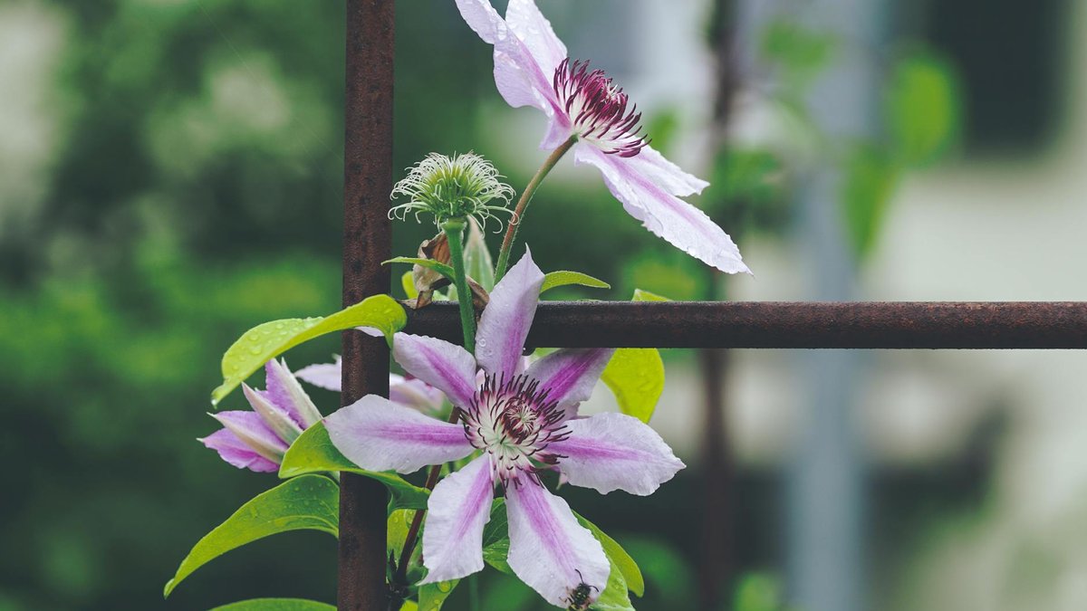 passion flower trellis