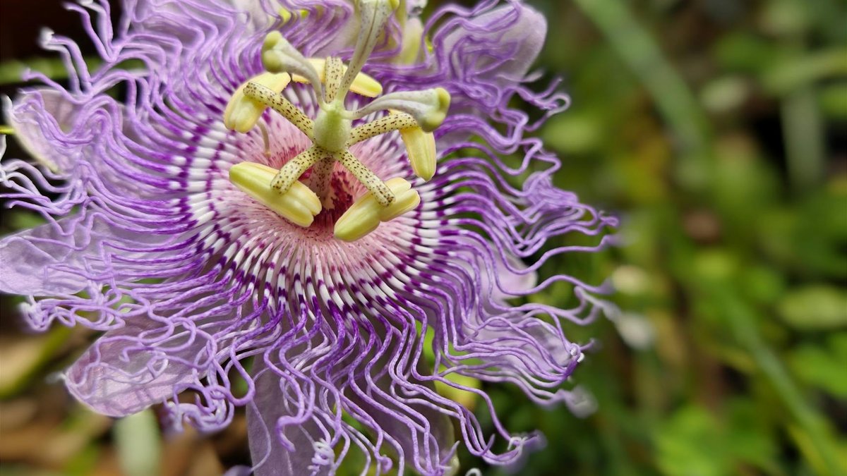 passion flower pollination