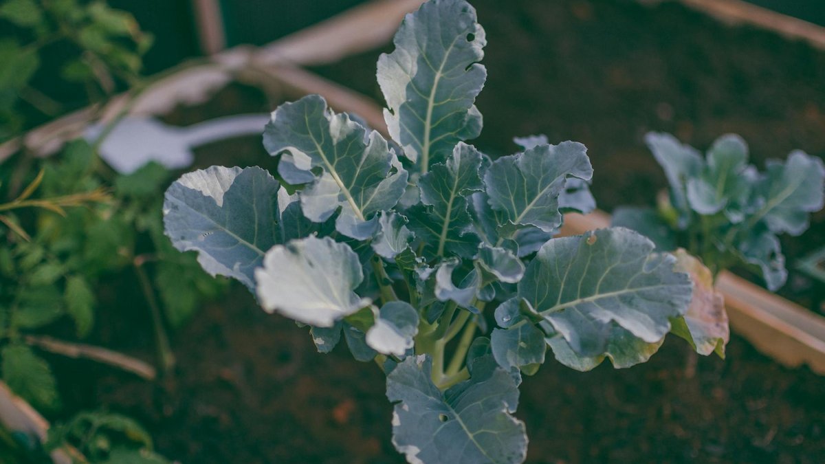 planting broccoli seedlings