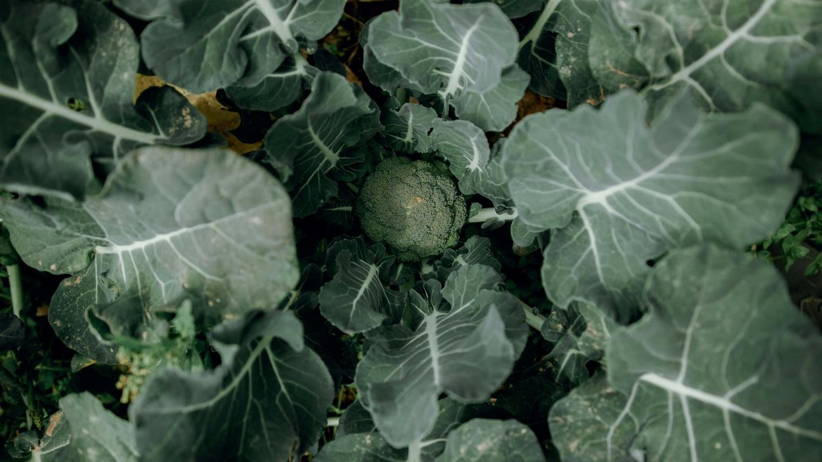 succession planting broccoli