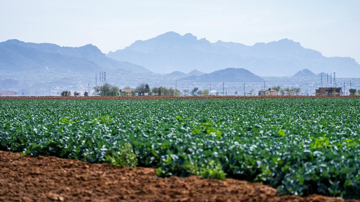 broccoli row cover