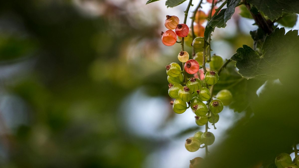 red currant bush