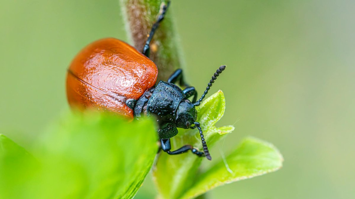mint cabbage pest control