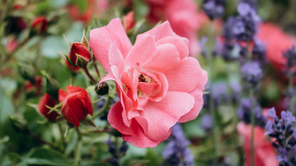 lavender roses companion