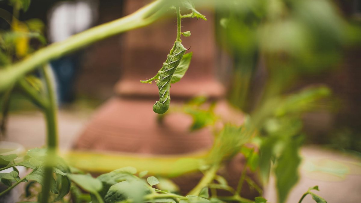 tomato pests pests