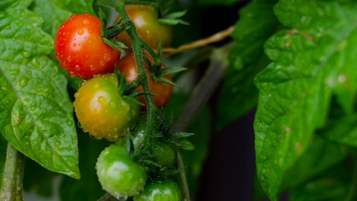 tomato fertilizer leaves