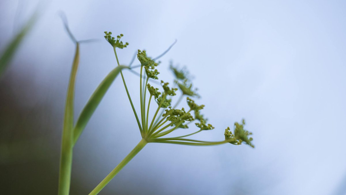 fennel plant