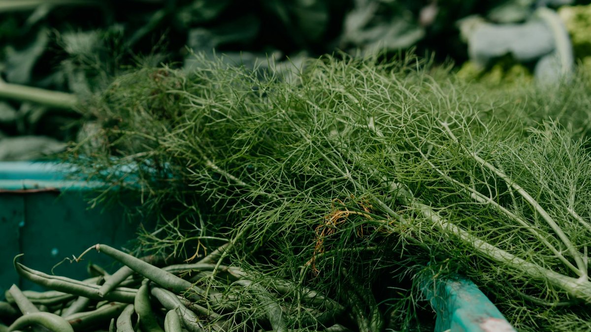 beans fennel