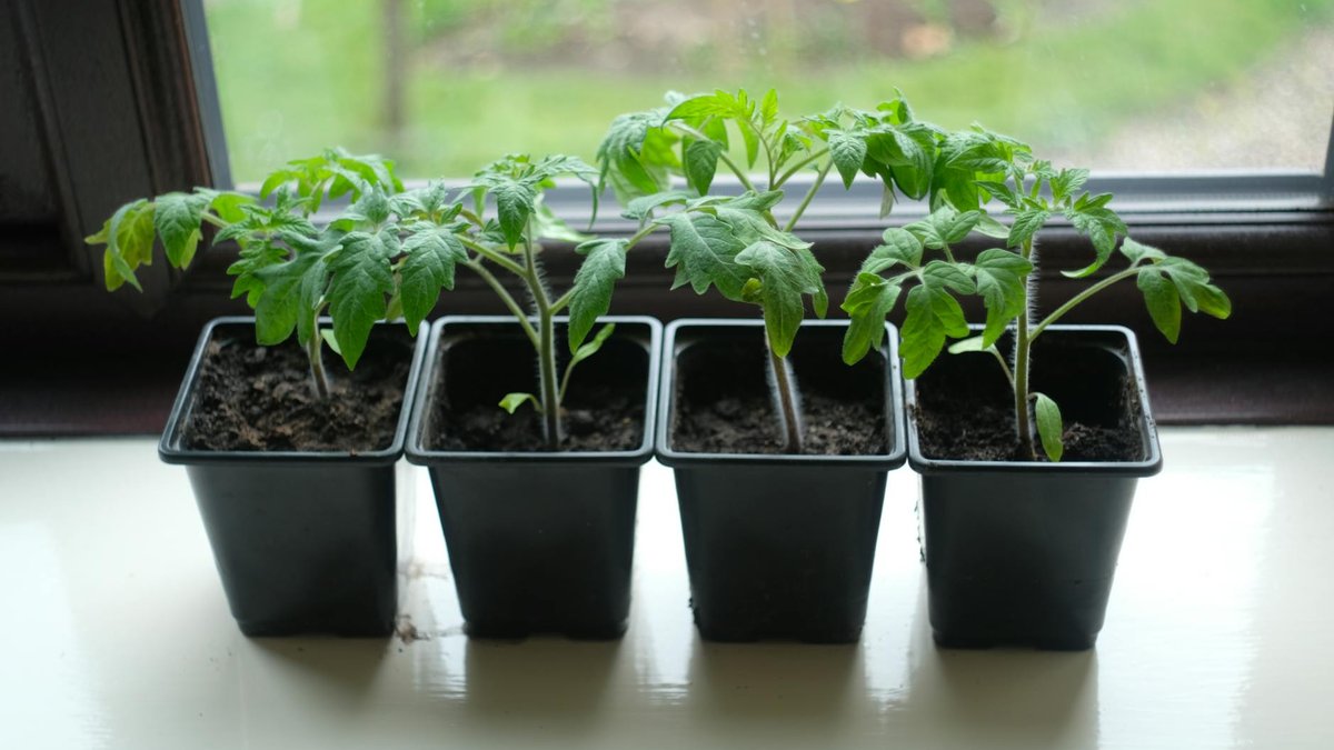 tomato plant pot