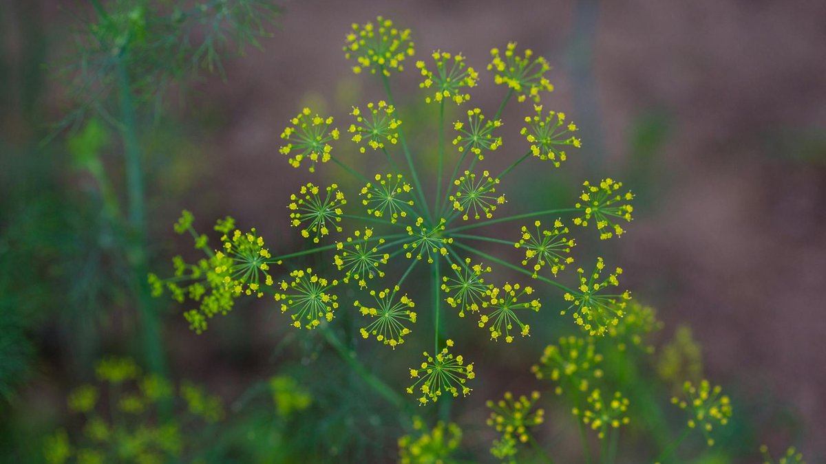 companion planting dill