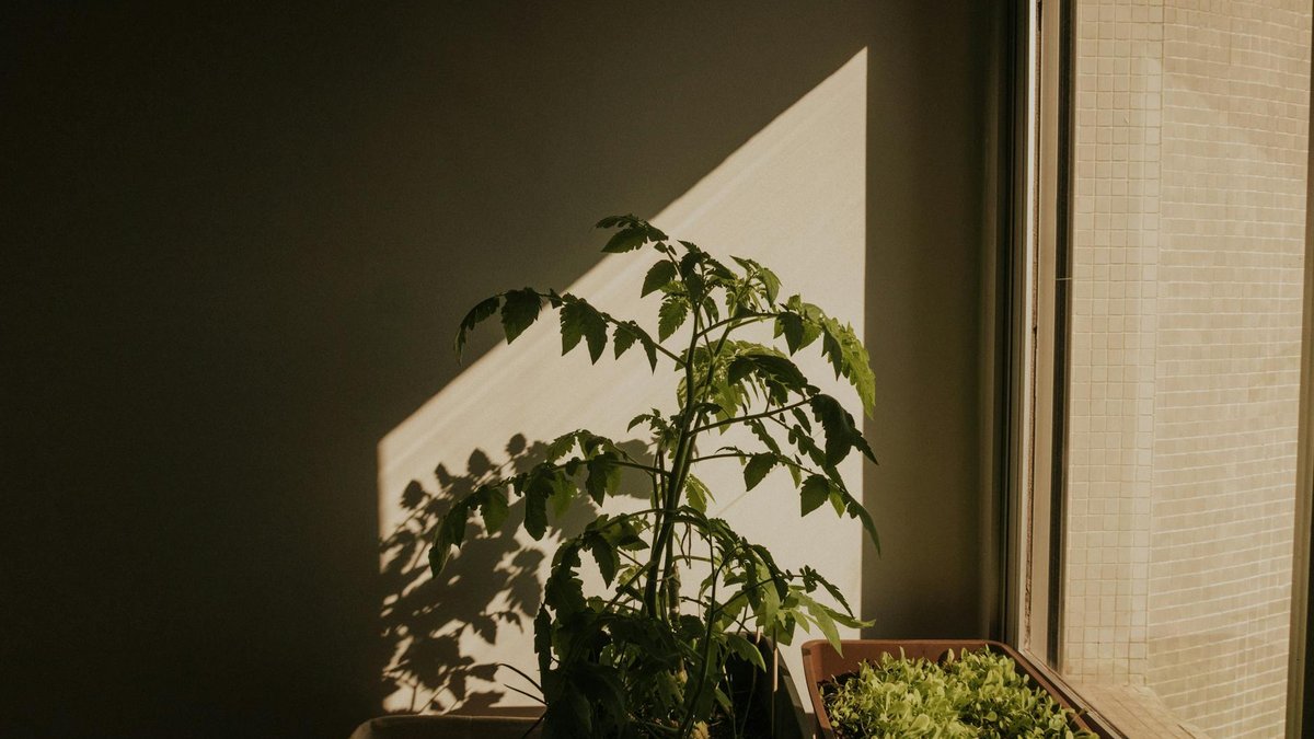 tomato pot balcony