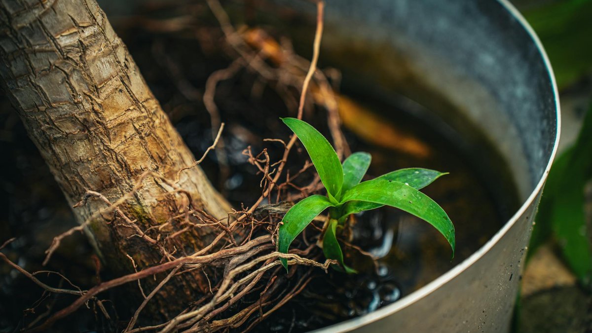 tomato roots pot