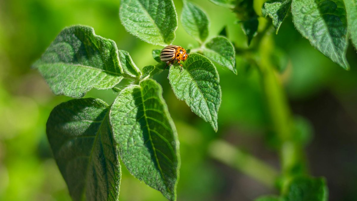 potato plant garden