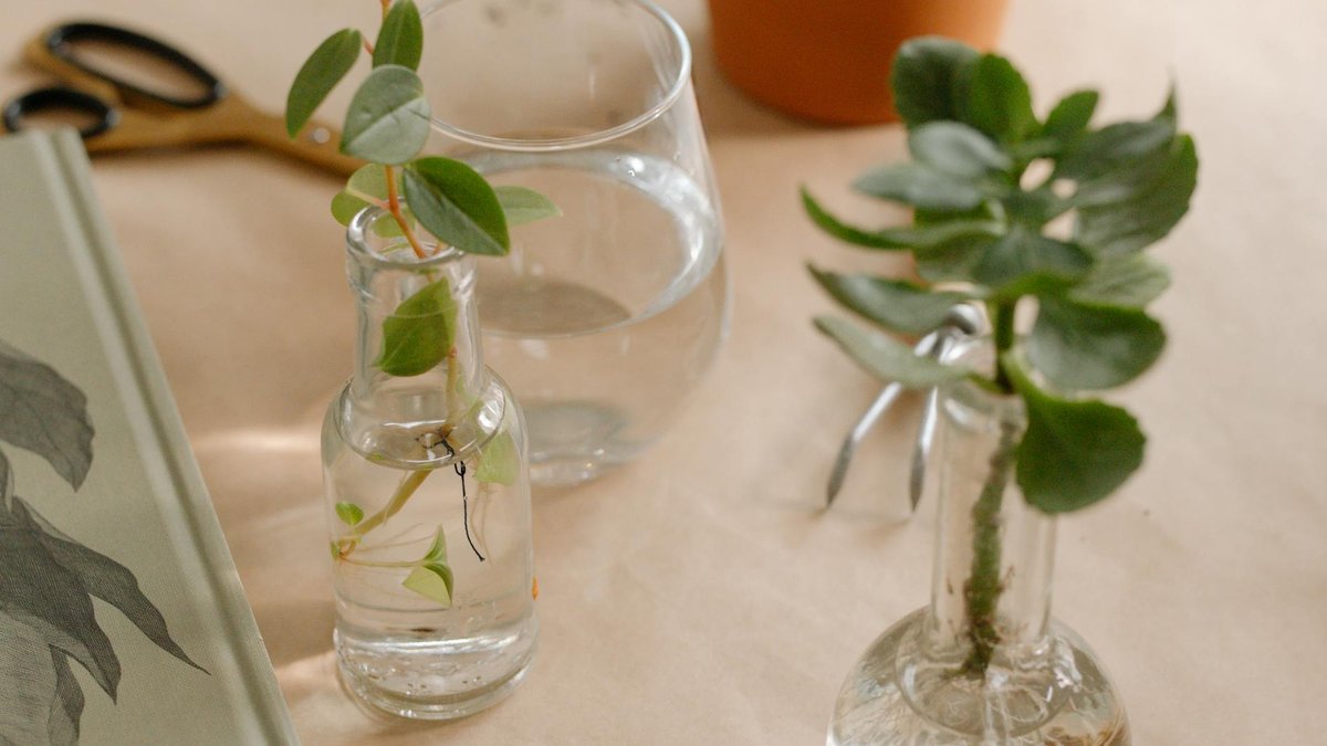 rosemary water propagation