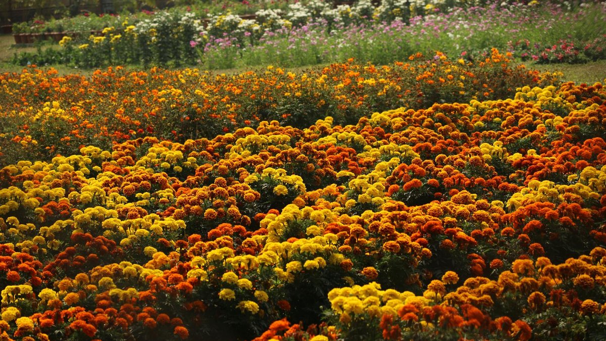 marigold garden