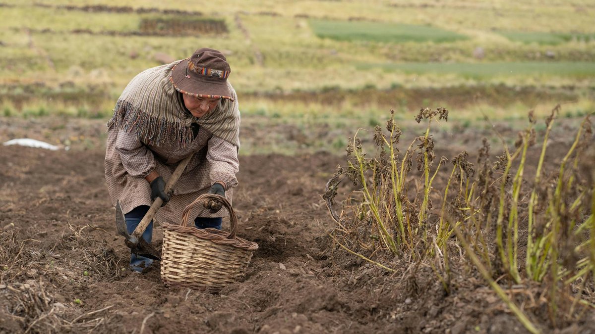 harvesting potatoes winter