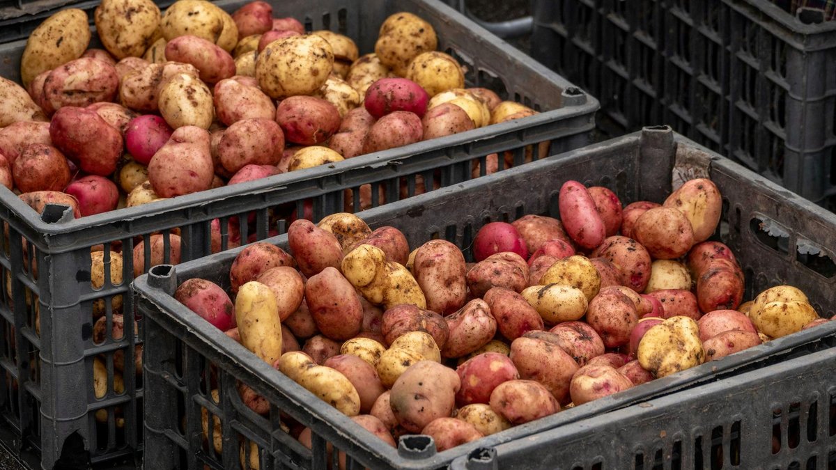 potato flavor harvest