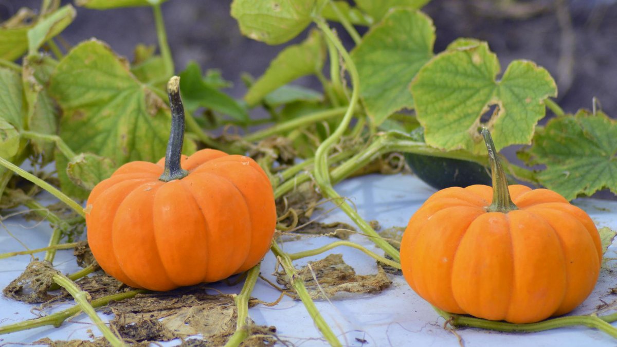 pumpkin plant watering