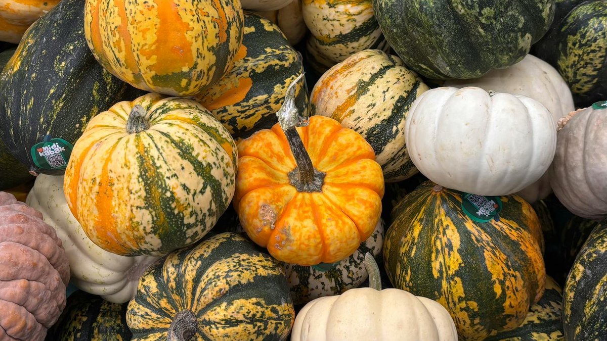 pumpkin nitrogen deficiency