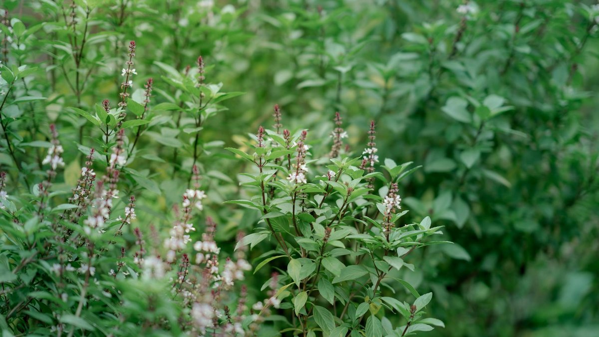 bushy basil