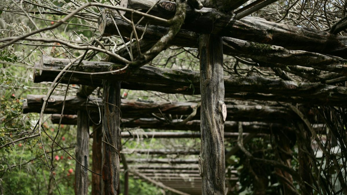 tomato trellis
