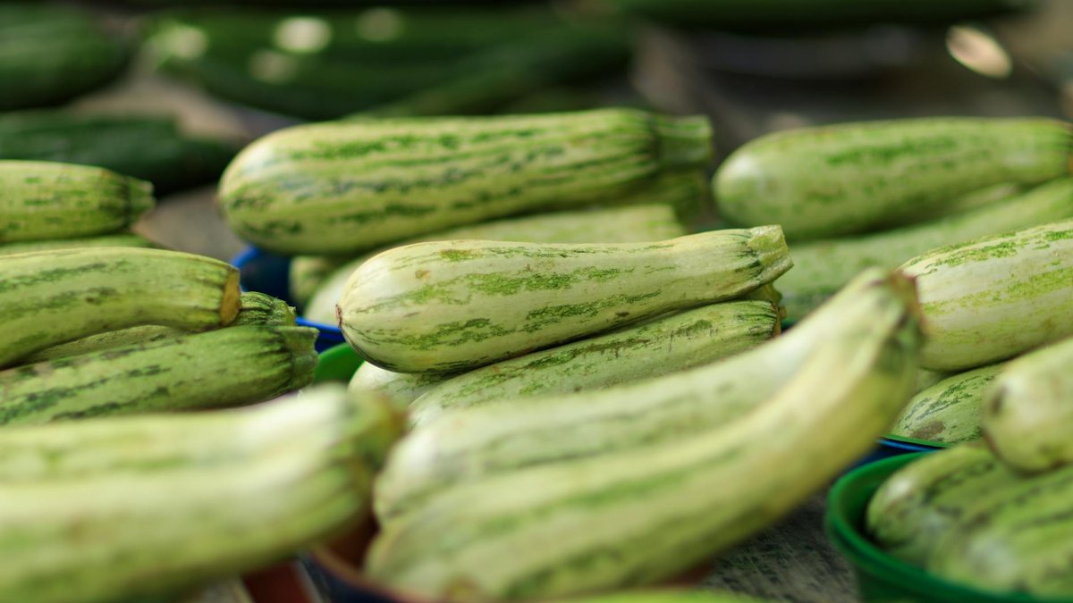 compact zucchini