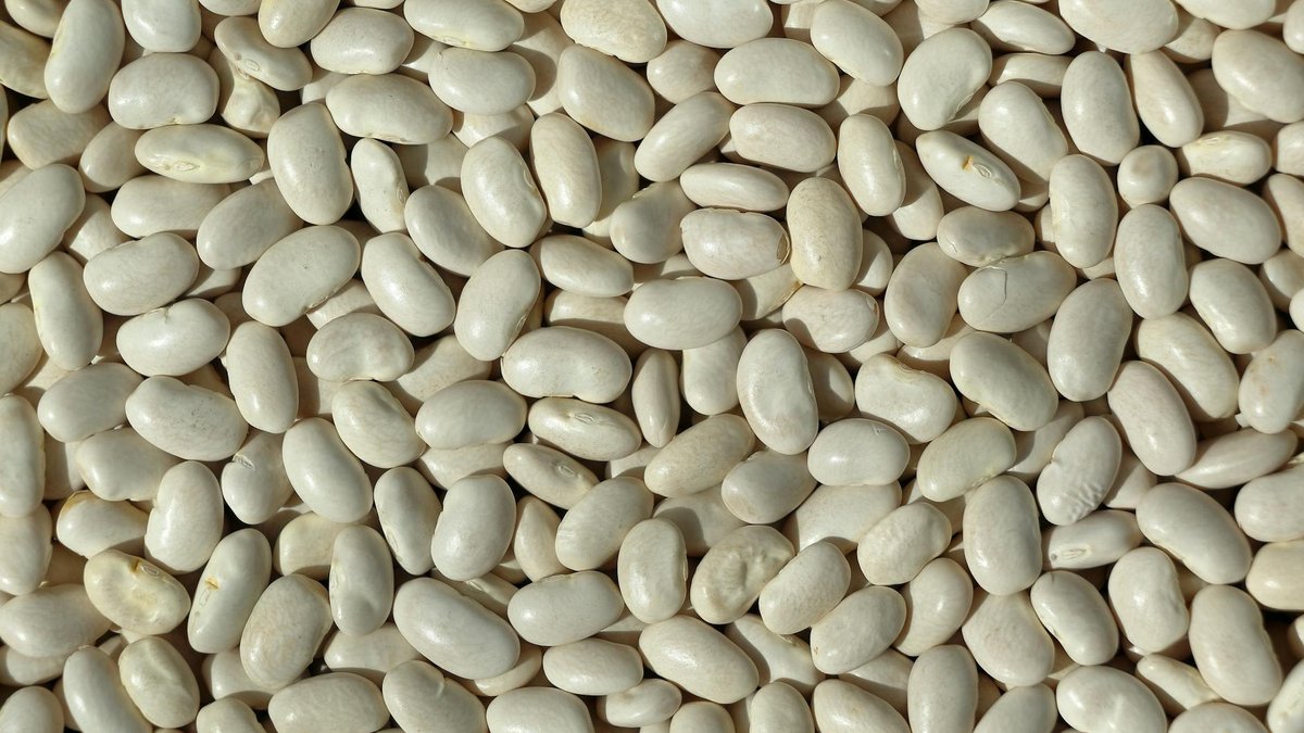 dwarf bean varieties